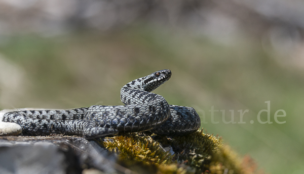 Kreuzotter (Vipera berus)