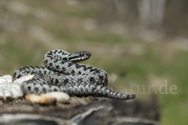 Kreuzotter (Vipera berus)