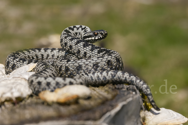 Kreuzotter (Vipera berus)