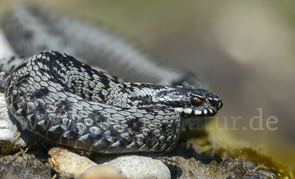 Kreuzotter (Vipera berus)