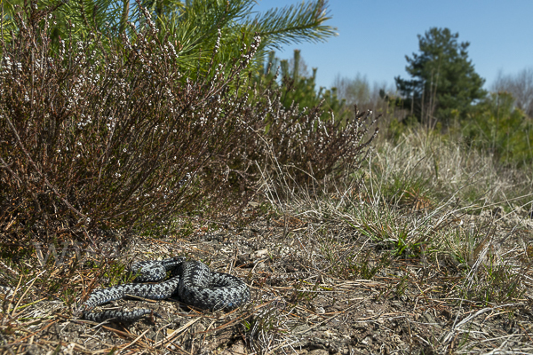 Kreuzotter (Vipera berus)