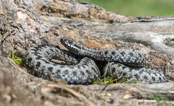 Kreuzotter (Vipera berus)