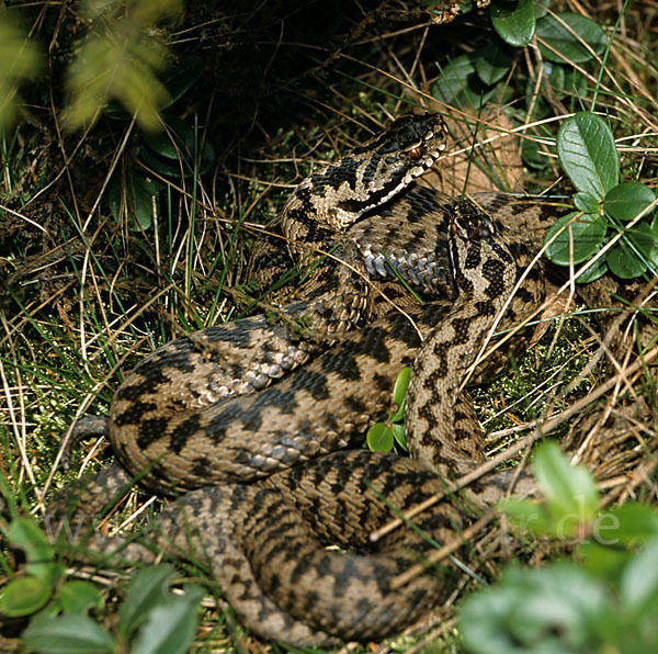 Kreuzotter (Vipera berus)