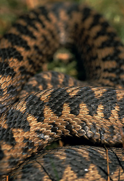 Kreuzotter (Vipera berus)