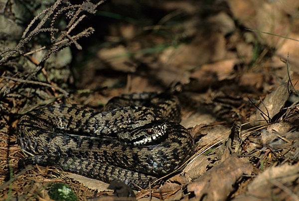 Kreuzotter (Vipera berus)