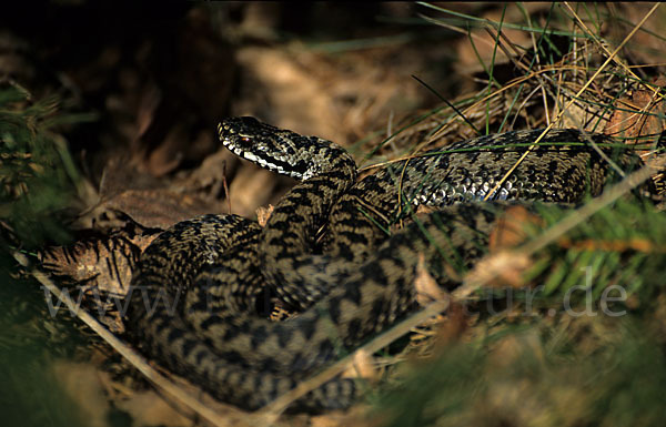 Kreuzotter (Vipera berus)