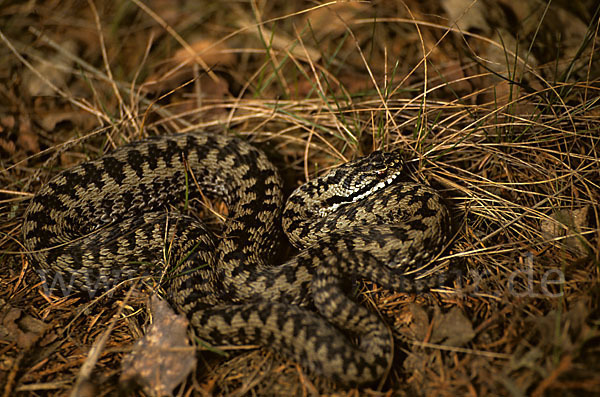 Kreuzotter (Vipera berus)