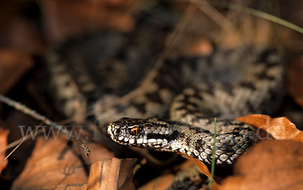 Kreuzotter (Vipera berus)