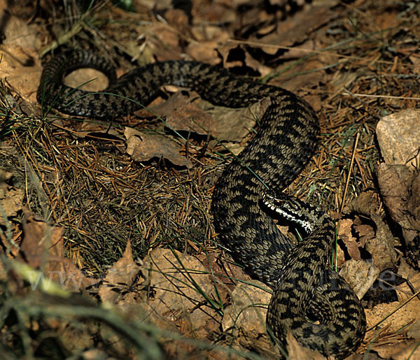 Kreuzotter (Vipera berus)