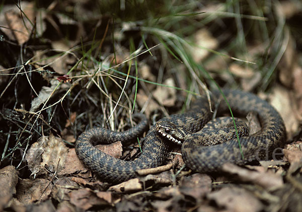 Kreuzotter (Vipera berus)