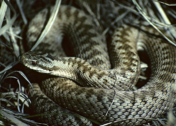 Kreuzotter (Vipera berus)