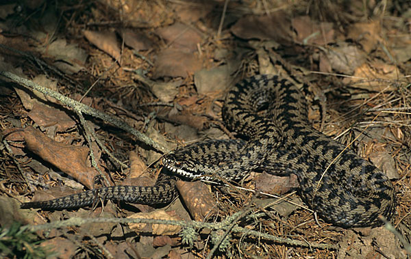 Kreuzotter (Vipera berus)