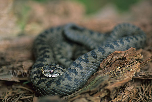 Kreuzotter (Vipera berus)