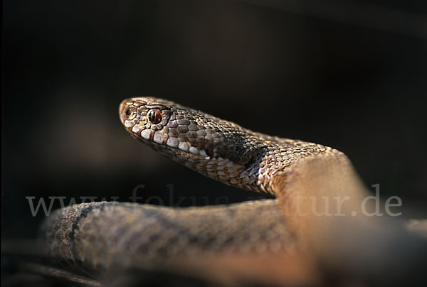 Kreuzotter (Vipera berus)