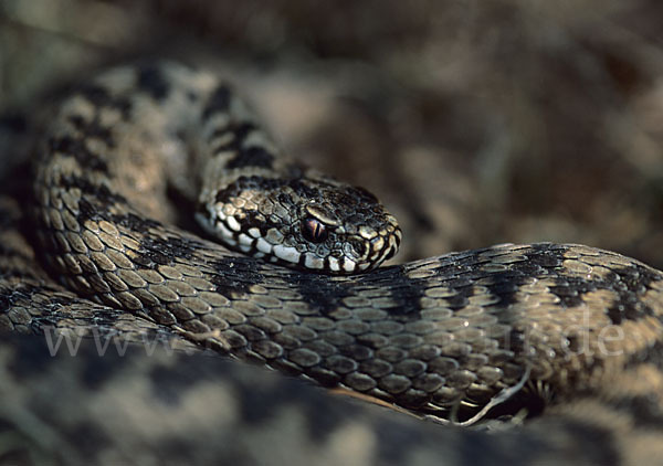 Kreuzotter (Vipera berus)