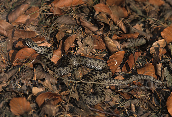 Kreuzotter (Vipera berus)