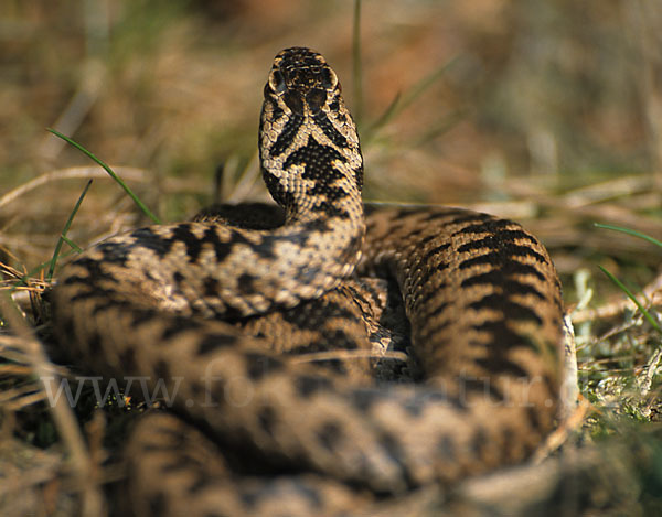 Kreuzotter (Vipera berus)