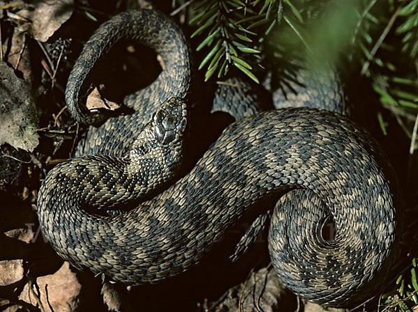 Kreuzotter (Vipera berus)