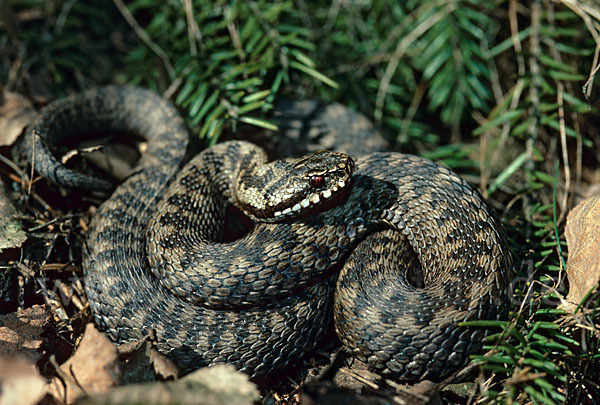 Kreuzotter (Vipera berus)