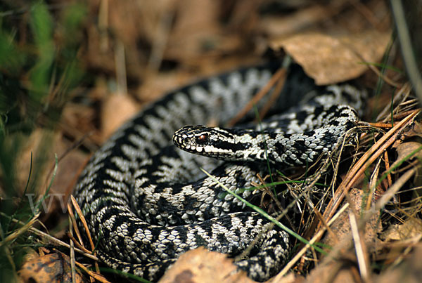 Kreuzotter (Vipera berus)