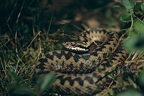 Kreuzotter (Vipera berus)