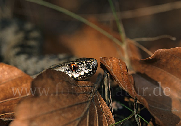 Kreuzotter (Vipera berus)