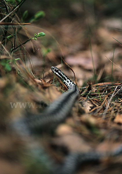 Kreuzotter (Vipera berus)