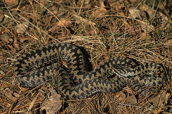 Kreuzotter (Vipera berus)