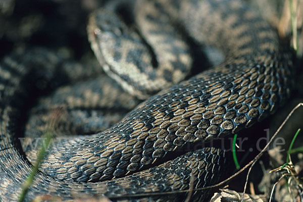 Kreuzotter (Vipera berus)