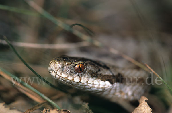 Kreuzotter (Vipera berus)