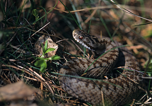 Kreuzotter (Vipera berus)