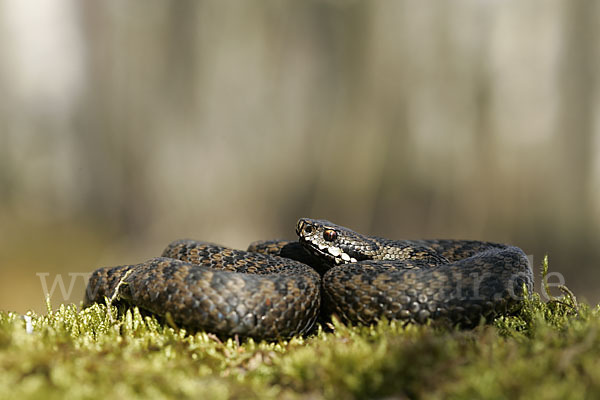 Kreuzotter (Vipera berus)