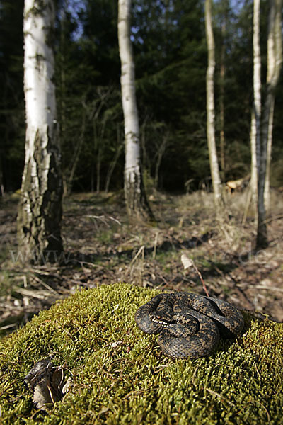 Kreuzotter (Vipera berus)