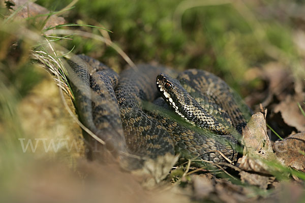 Kreuzotter (Vipera berus)