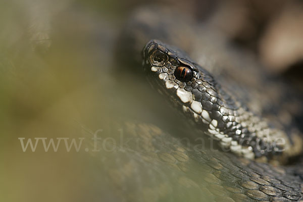 Kreuzotter (Vipera berus)