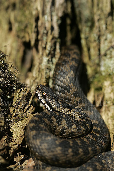 Kreuzotter (Vipera berus)