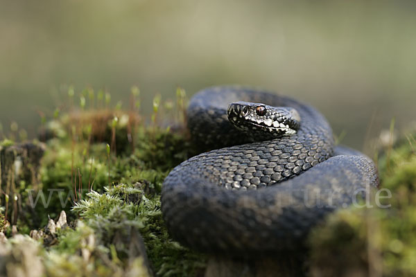 Kreuzotter (Vipera berus)