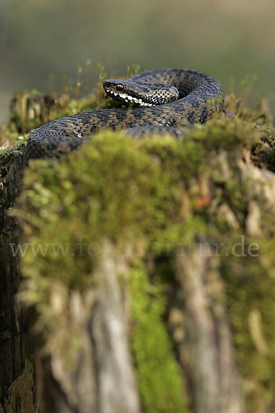 Kreuzotter (Vipera berus)