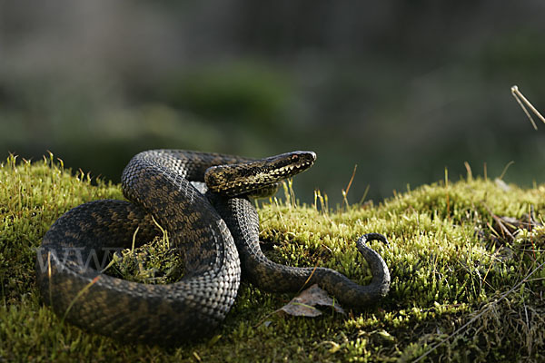 Kreuzotter (Vipera berus)