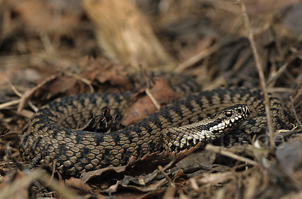 Kreuzotter (Vipera berus)