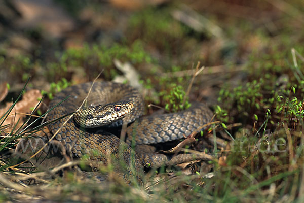 Kreuzotter (Vipera berus)