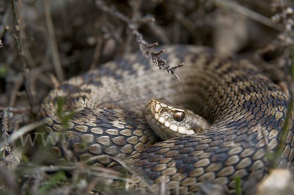 Kreuzotter (Vipera berus)