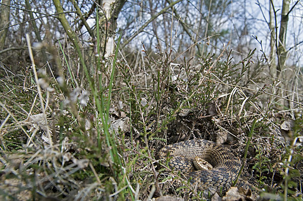 Kreuzotter (Vipera berus)