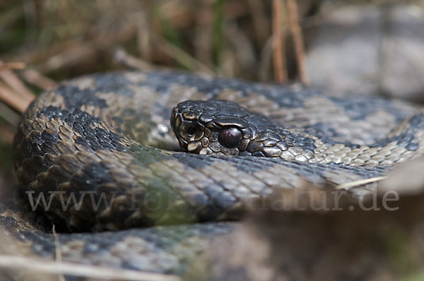 Kreuzotter (Vipera berus)