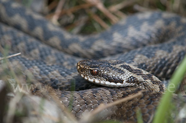 Kreuzotter (Vipera berus)