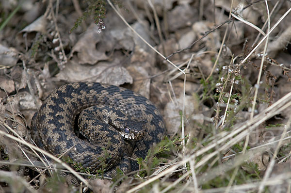 Kreuzotter (Vipera berus)