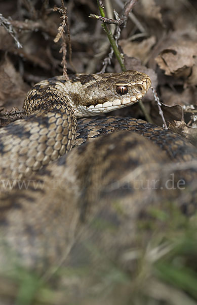 Kreuzotter (Vipera berus)