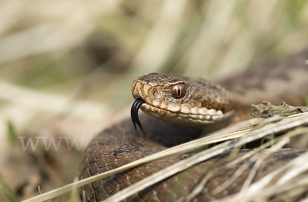 Kreuzotter (Vipera berus)