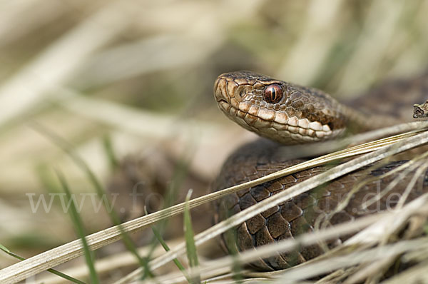 Kreuzotter (Vipera berus)