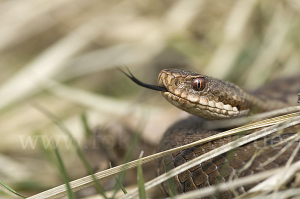 Kreuzotter (Vipera berus)